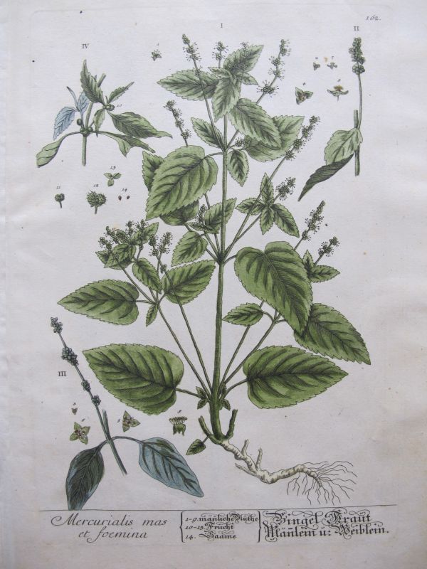 Mercurialis mas et Foemina