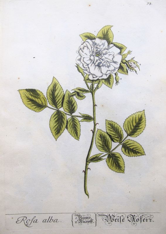Rosa Alba