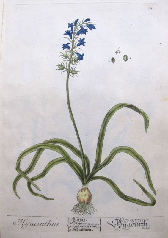 Hyacinthus
