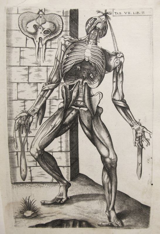 Historia de la composición del cuerpo humano - Tab. VII. Lib. II.