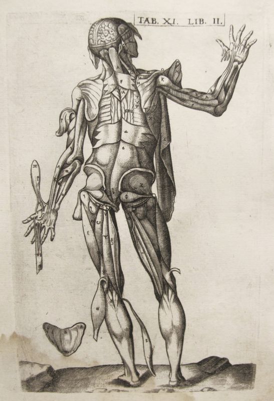 Historia de la composición del cuerpo humano - Tab. XI. Lib. II.