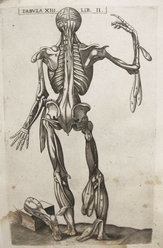Historia de la composición del cuerpo humano - Tab. XIII. Lib. II.