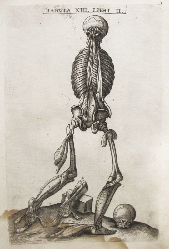 Historia de la composición del cuerpo humano - Tab. XIIII. Lib. II.