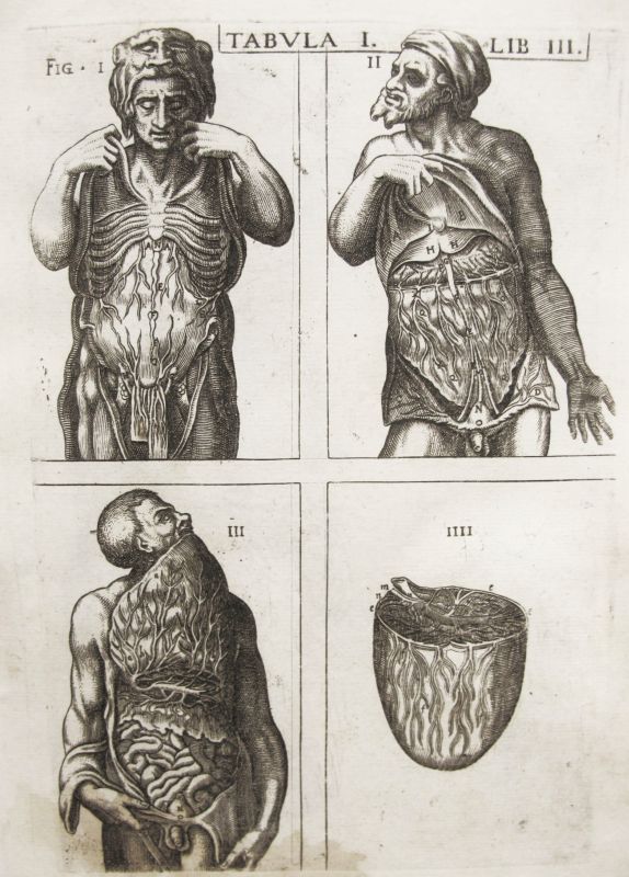 Historia de la composición del cuerpo humano - Tab. II. Lib. III.