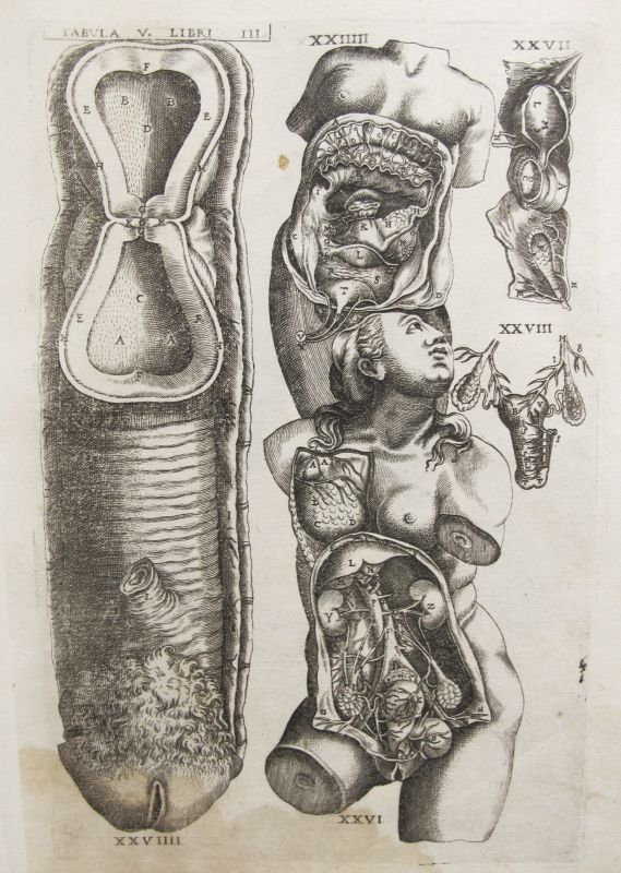 Historia de la composición del cuerpo humano - Tab. V. Lib. III.