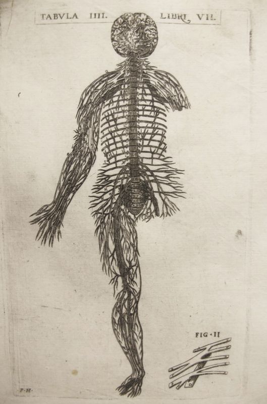 Historia de la composición del cuerpo humano - Tab. IIII. Lib. VII.