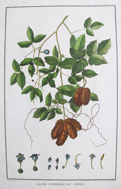Liane Femelle du Chili, nº8