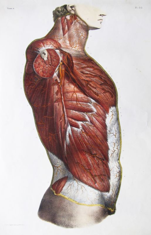 Músculos del Torso