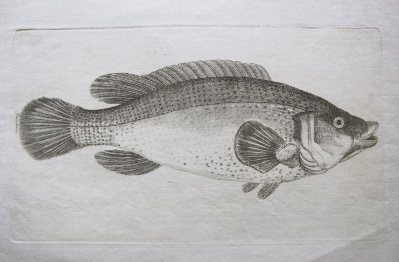 Porredana (Symphodus melops)