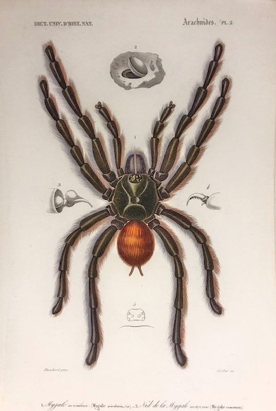Insectes - Arachnides, Pl. 2