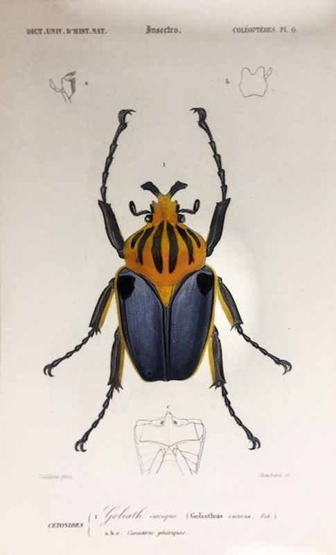Insectes - Coléoptères, Pl. 6