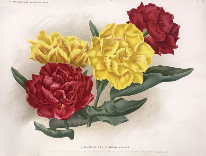 Couronne d' Or, Rubra Maxima