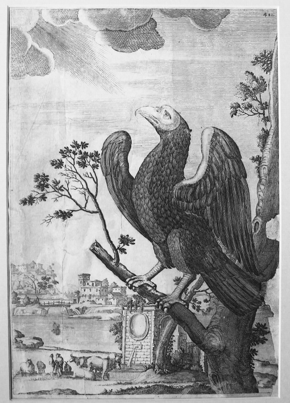 Ritratto al naturale del AGUILA