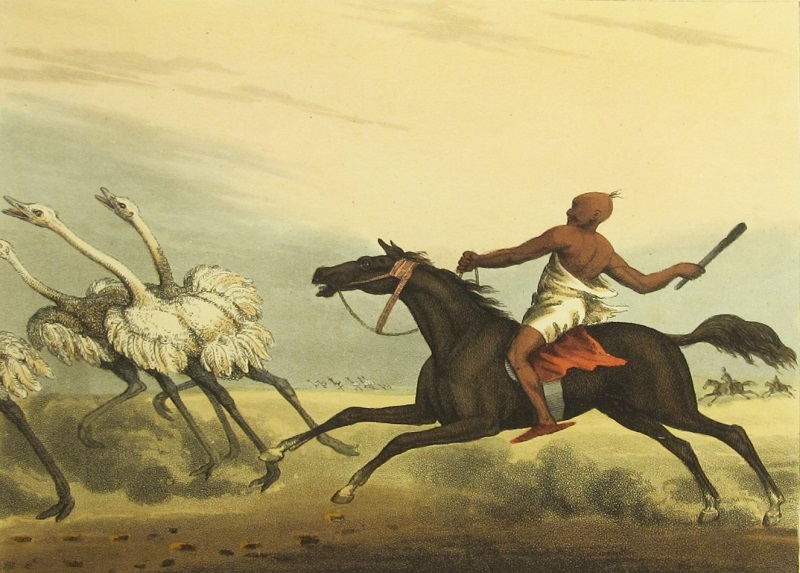 Arabs Hunting Ostriches / Árabes cazando Avestruces