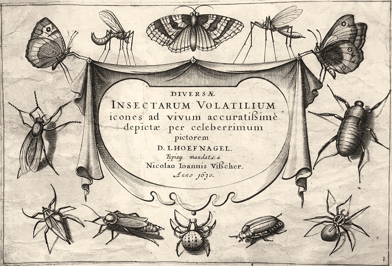 Insectarum Volatilium - Título, nº 1