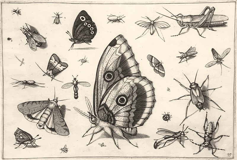 Insectarum Volatilium - nº 15