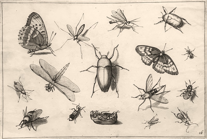 Insectarum Volatilium - nº 16