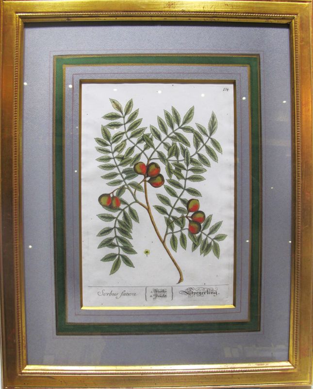 Sorbus Sativa
