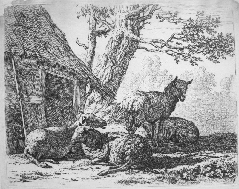 Serie de Ganadería - ovejas, nº 14