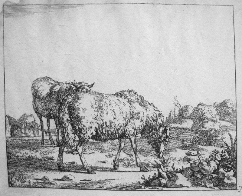 Serie de Ganadería - ovejas, nº 7