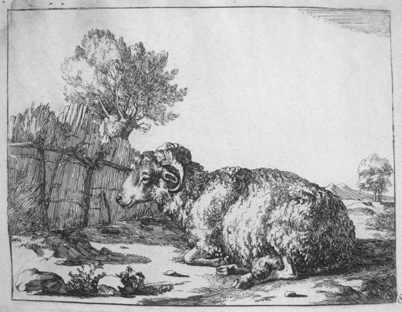 Serie de Ganadería - ovejas, nº 8