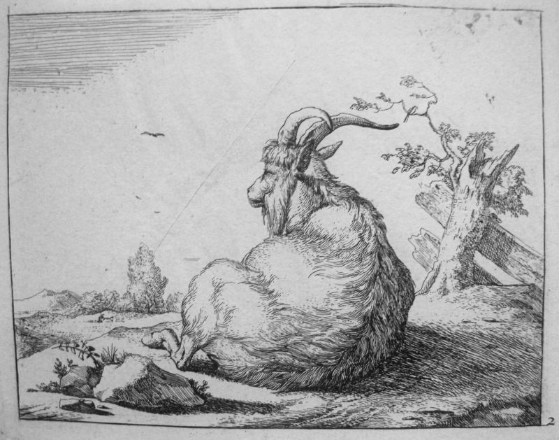 Serie de Ganadería, cabras - nº 2
