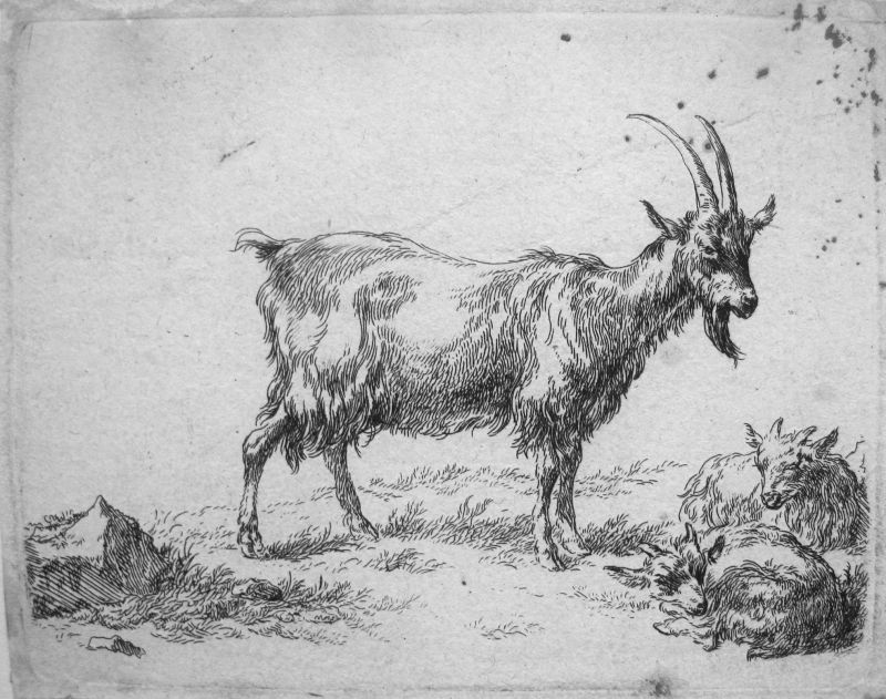 Serie de Ganadería - cabras, s/n 1