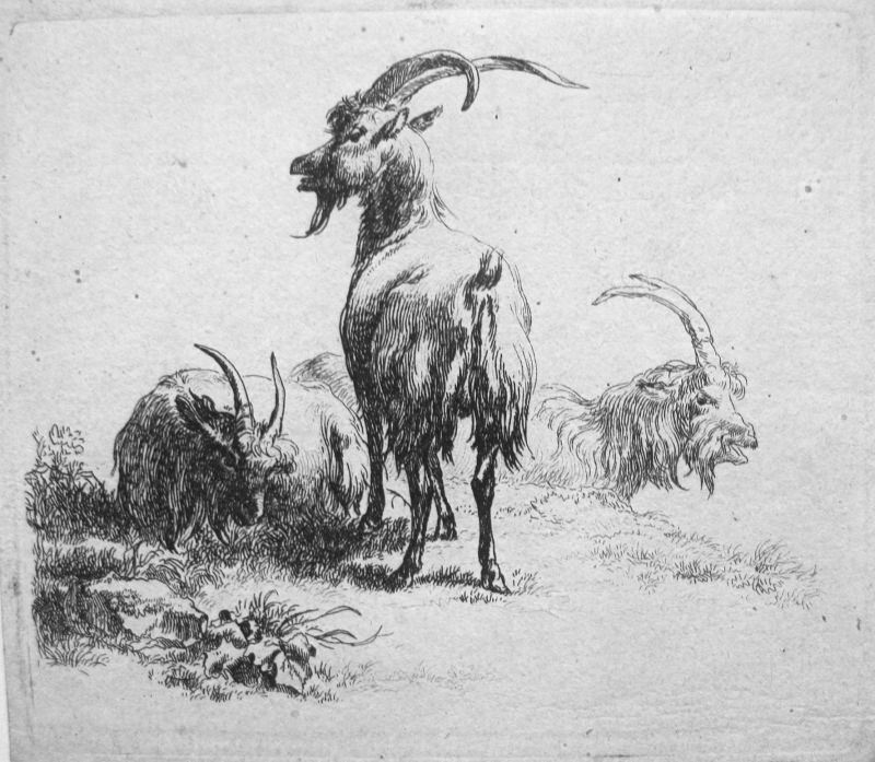 Serie de Ganadería - cabras, s/n 2