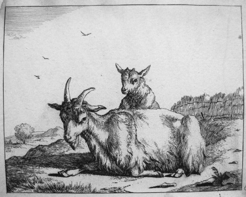 Serie de Ganadería - cabras, nº 6