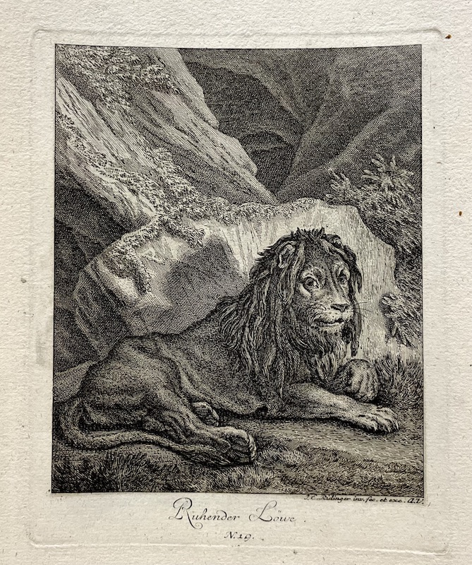 Ruhender Löwe [León descansando]