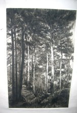 Rayos de sol
