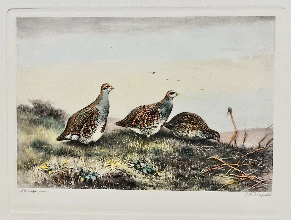 Perdices / Partridges