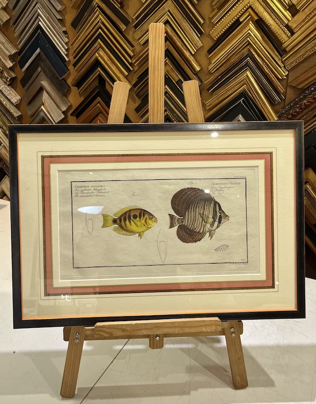 Allgemeine Naturgeschichte der Fische, CCCCXXVII - Chaetodon Maculatus ; Acanthurus Velifer