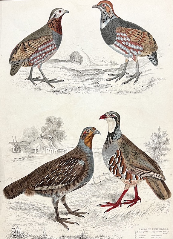 Perdrix Partridges [Perdices]