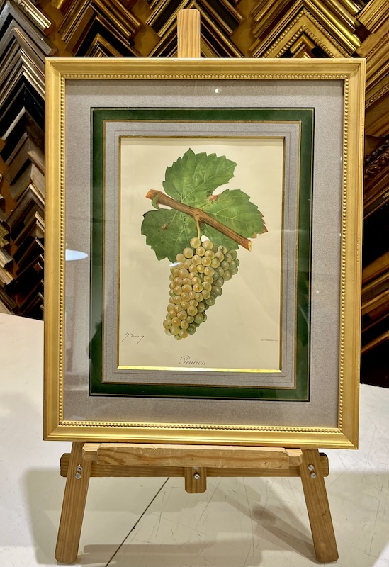 Viticultura - Peurion