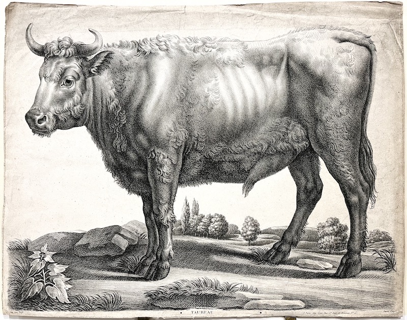 TAUREAU [Toro]