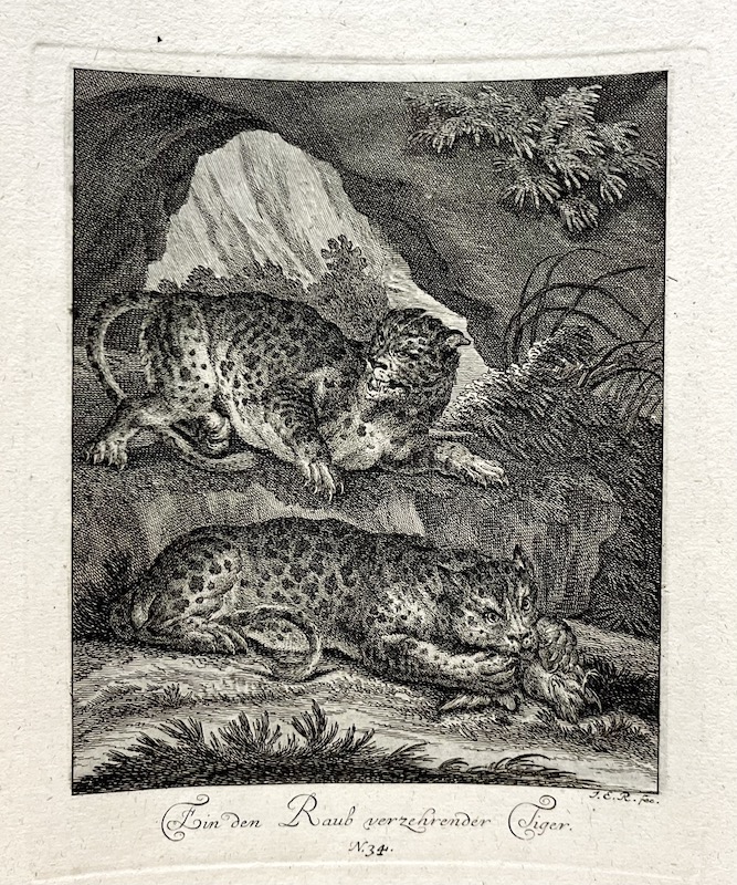 Raub verzehrender Tiger [Tigre devorador de presas]