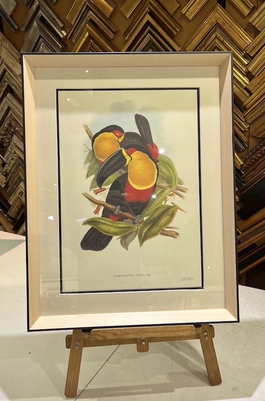 Ramphastos Ariel