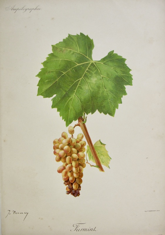 Viticultura - Furmint