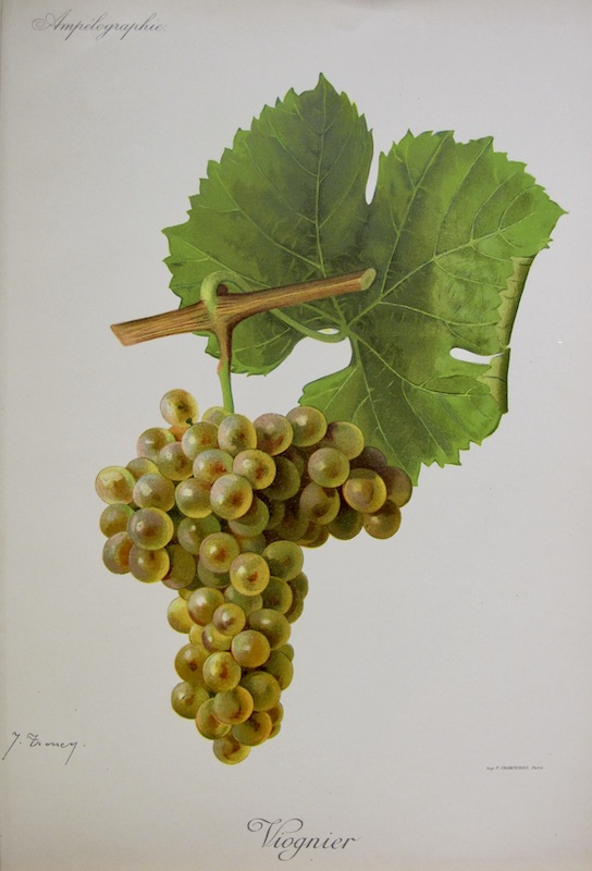 Viticultura - Viognier