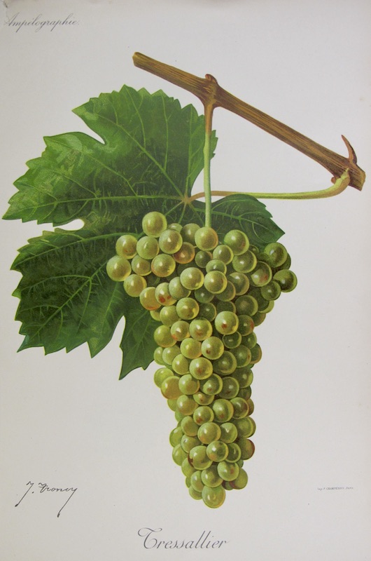 Viticultura - Tressallier