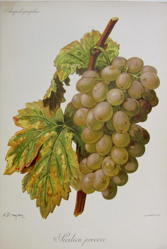 Viticultura - Sicilien Precoce