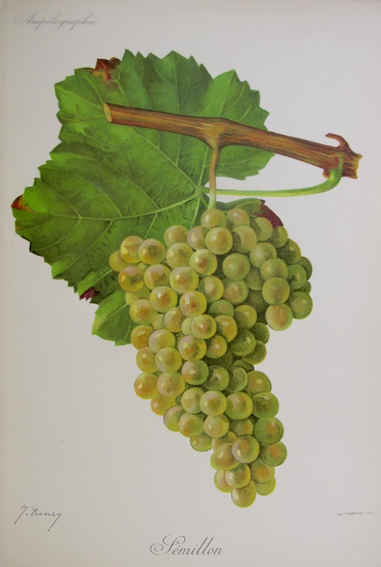 Viticultura - Semillon