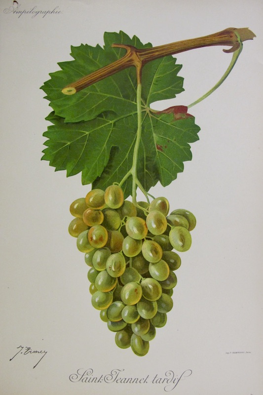 Viticultura - Saint Jeannet Tardif