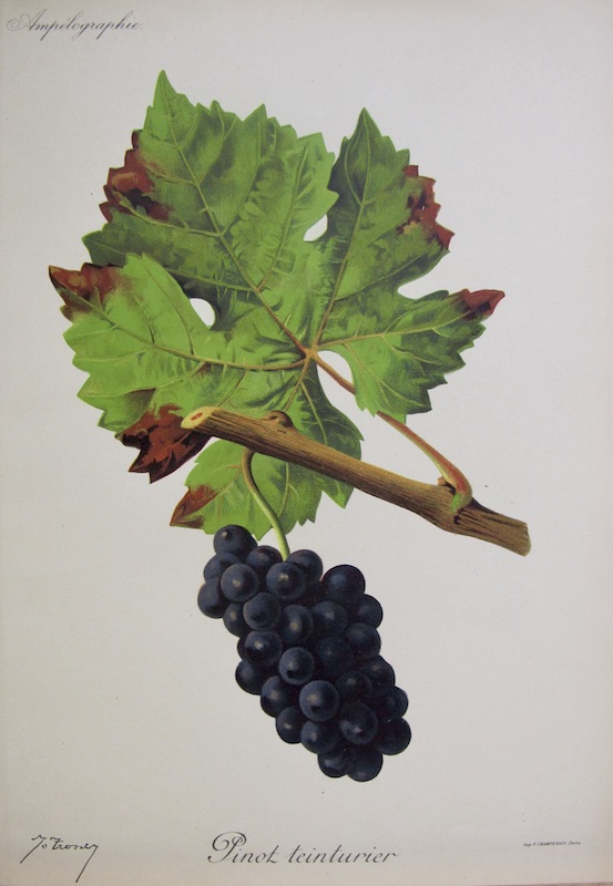 Viticultura - Pinot Teinturier