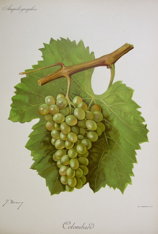 Viticultura - Colombard