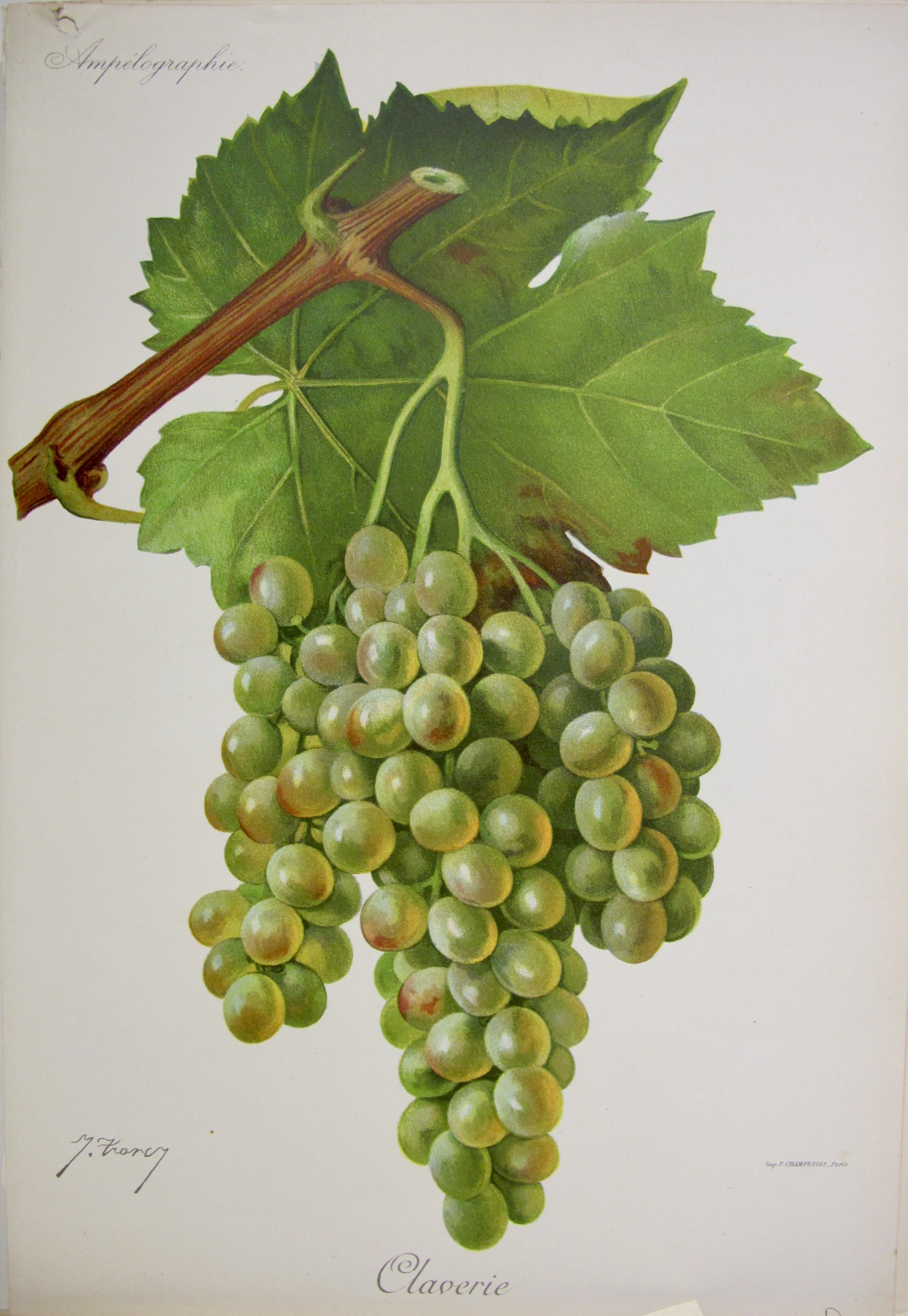 Viticultura - Claverie
