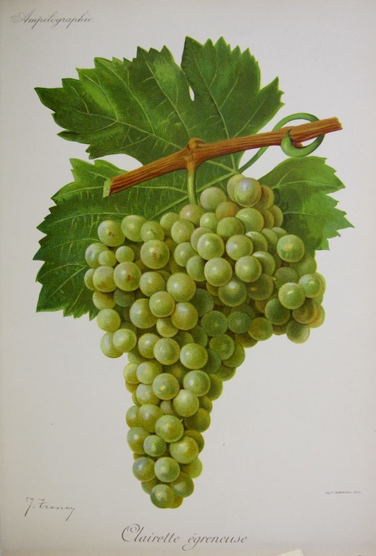 Viticultura - Clairette Egreneuse