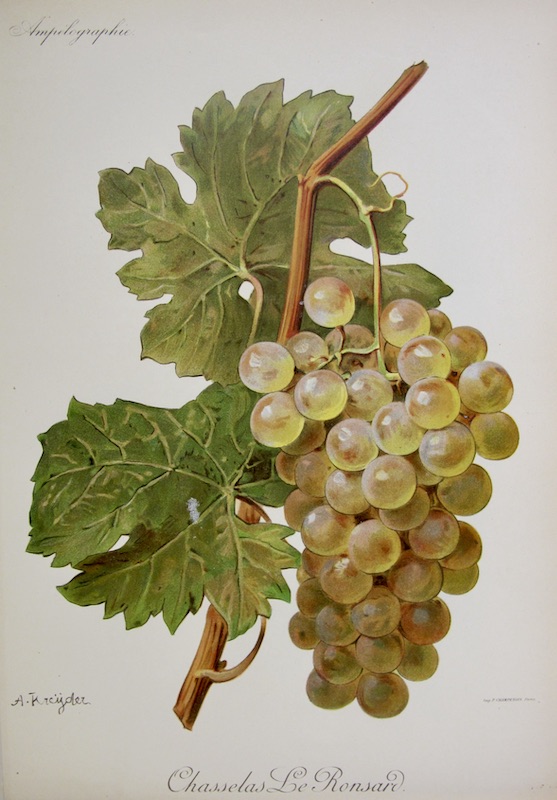Viticultura - Chasselas le Ronsard