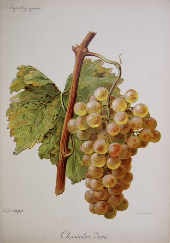 Viticultura - Chasselas Dore